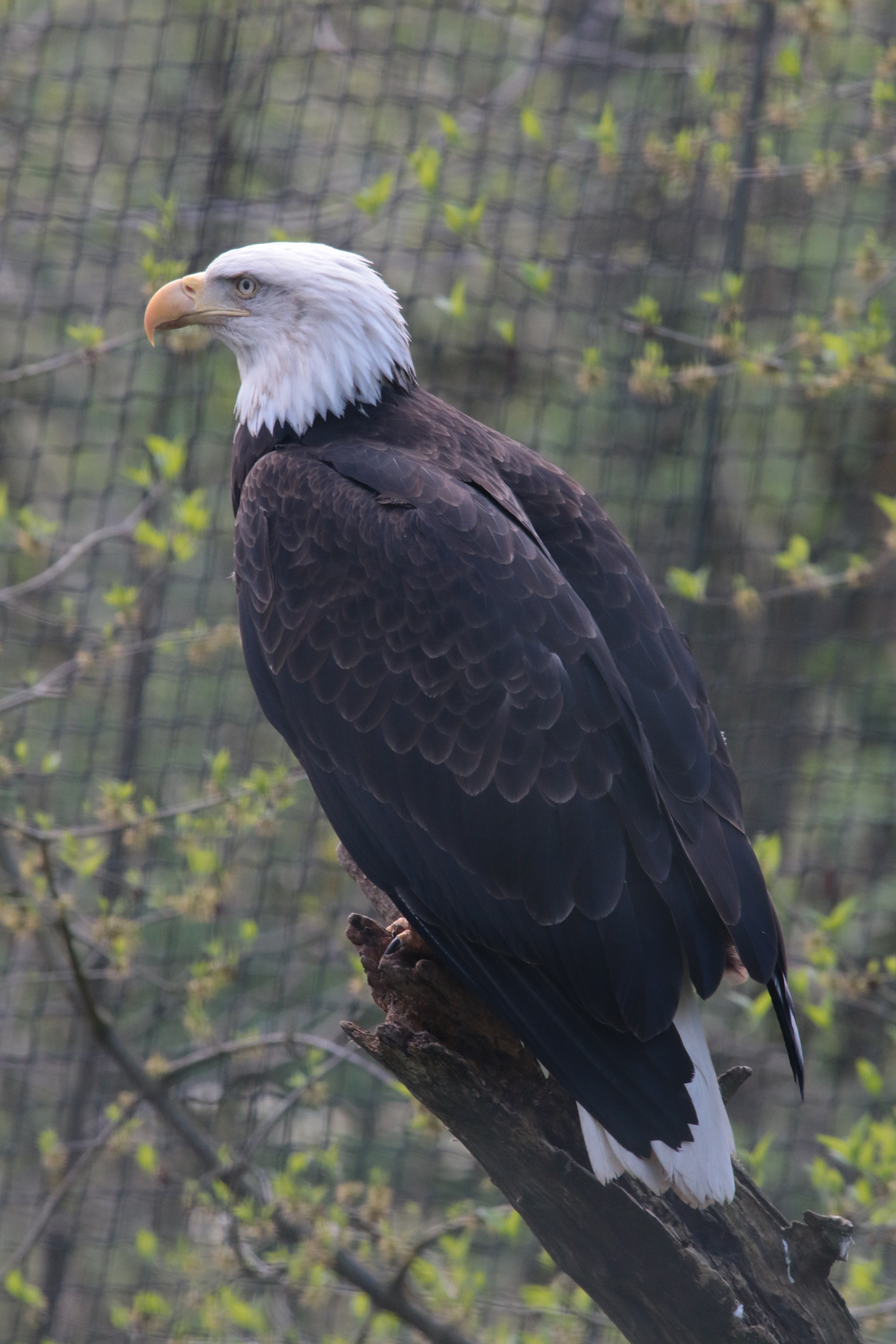 Sigma 100-300mm f/4 sample photo. Symbol of freedom in captivity photography