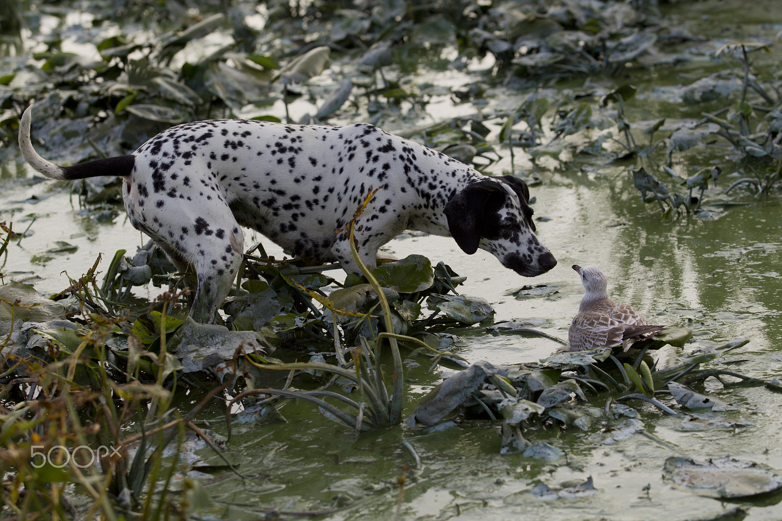 Canon EOS-1D Mark IV sample photo. Dog dalmatian-pointer met chick seagulls in coastal thickets on photography