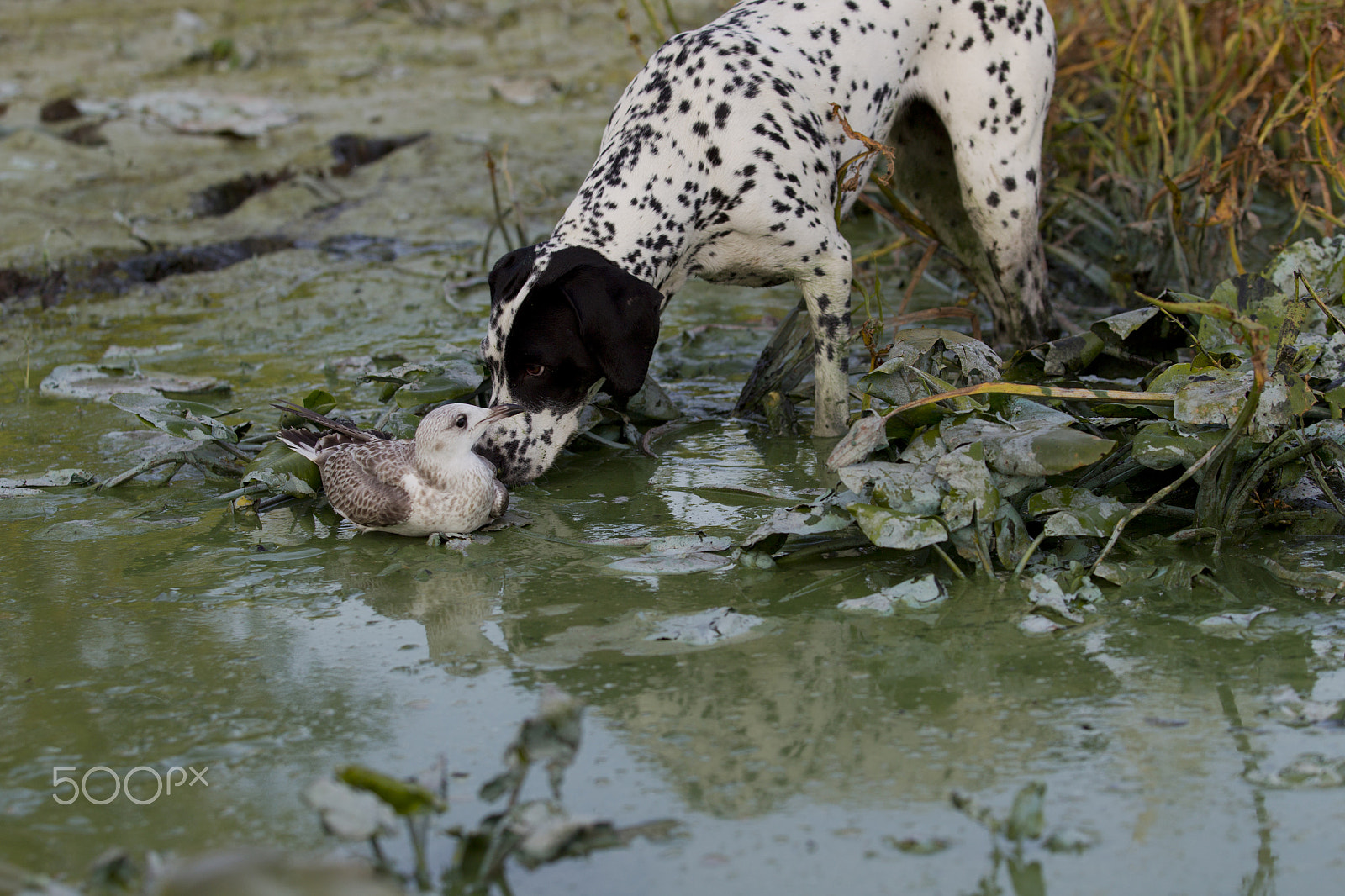 Canon EOS-1D Mark IV sample photo. Dog dalmatian-pointer met chick seagulls in coastal thickets on photography