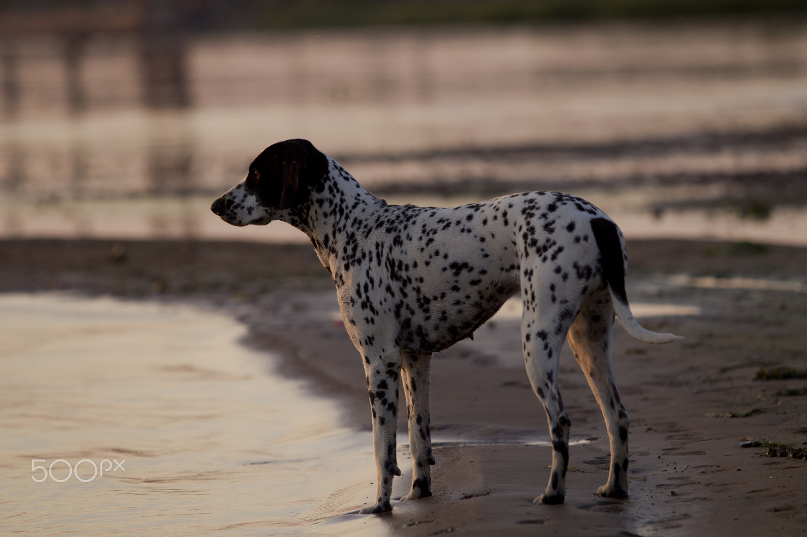 Canon EOS-1D Mark IV sample photo. Dog dalmatian-pointer standing at the water's edge at sunset photography