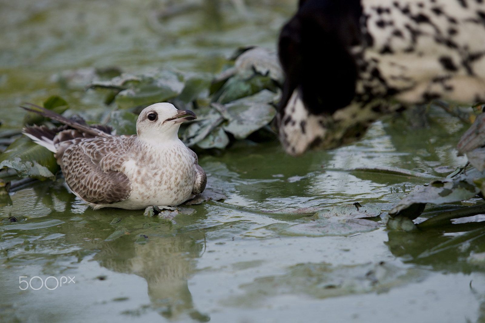 Canon EOS-1D Mark IV sample photo. Dog dalmatian-pointer met chick seagulls in coastal thickets on photography