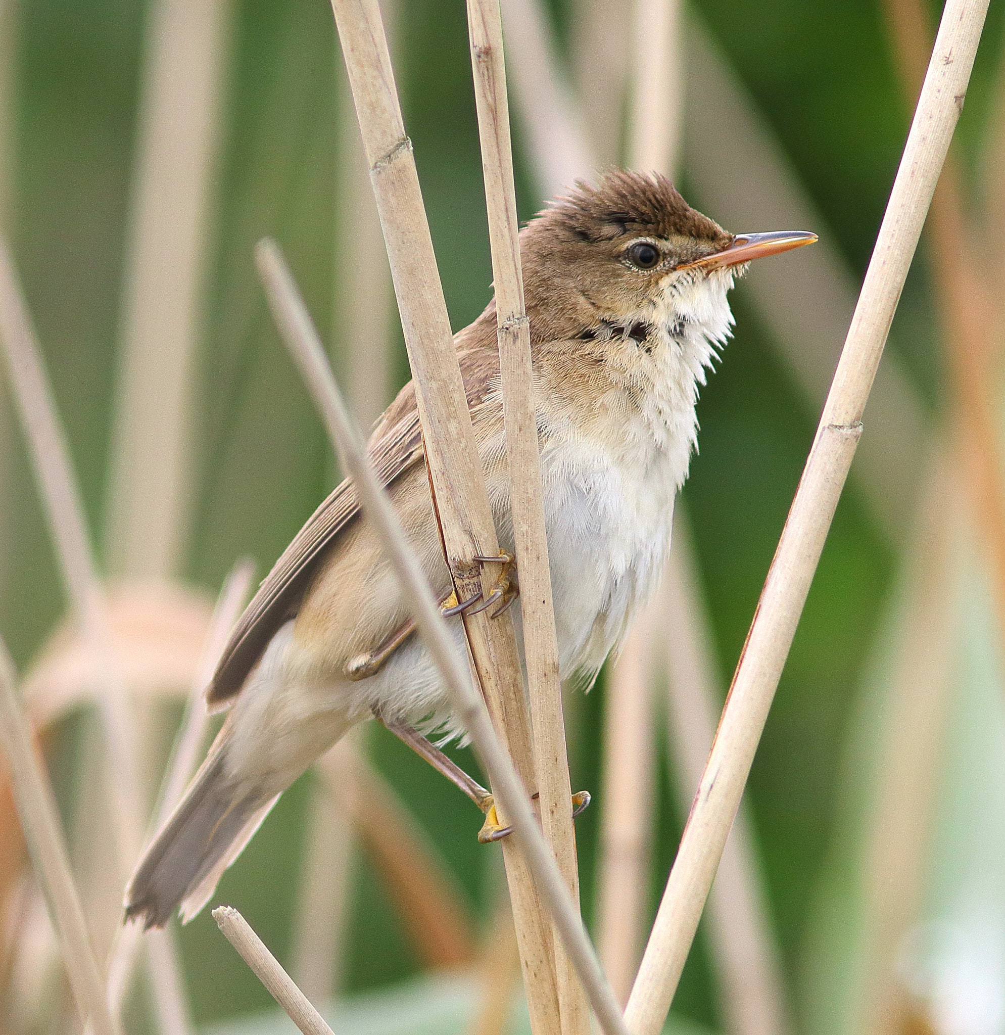 Canon EF 300mm F4L IS USM sample photo. Reed warbler photography