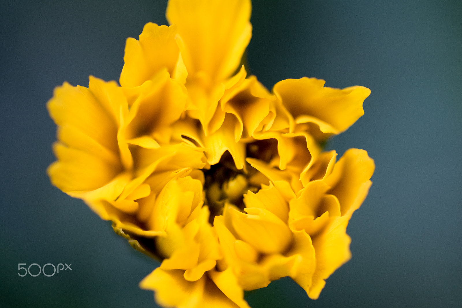 Canon EOS 7D Mark II + Tamron SP AF 90mm F2.8 Di Macro sample photo. Yellow photography