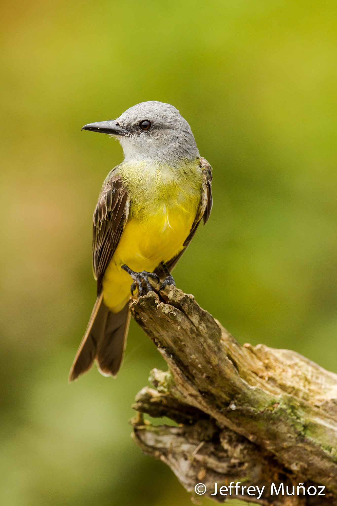 Canon EOS 7D + Canon EF 300mm F2.8L IS II USM sample photo. Tropical kingbird photography