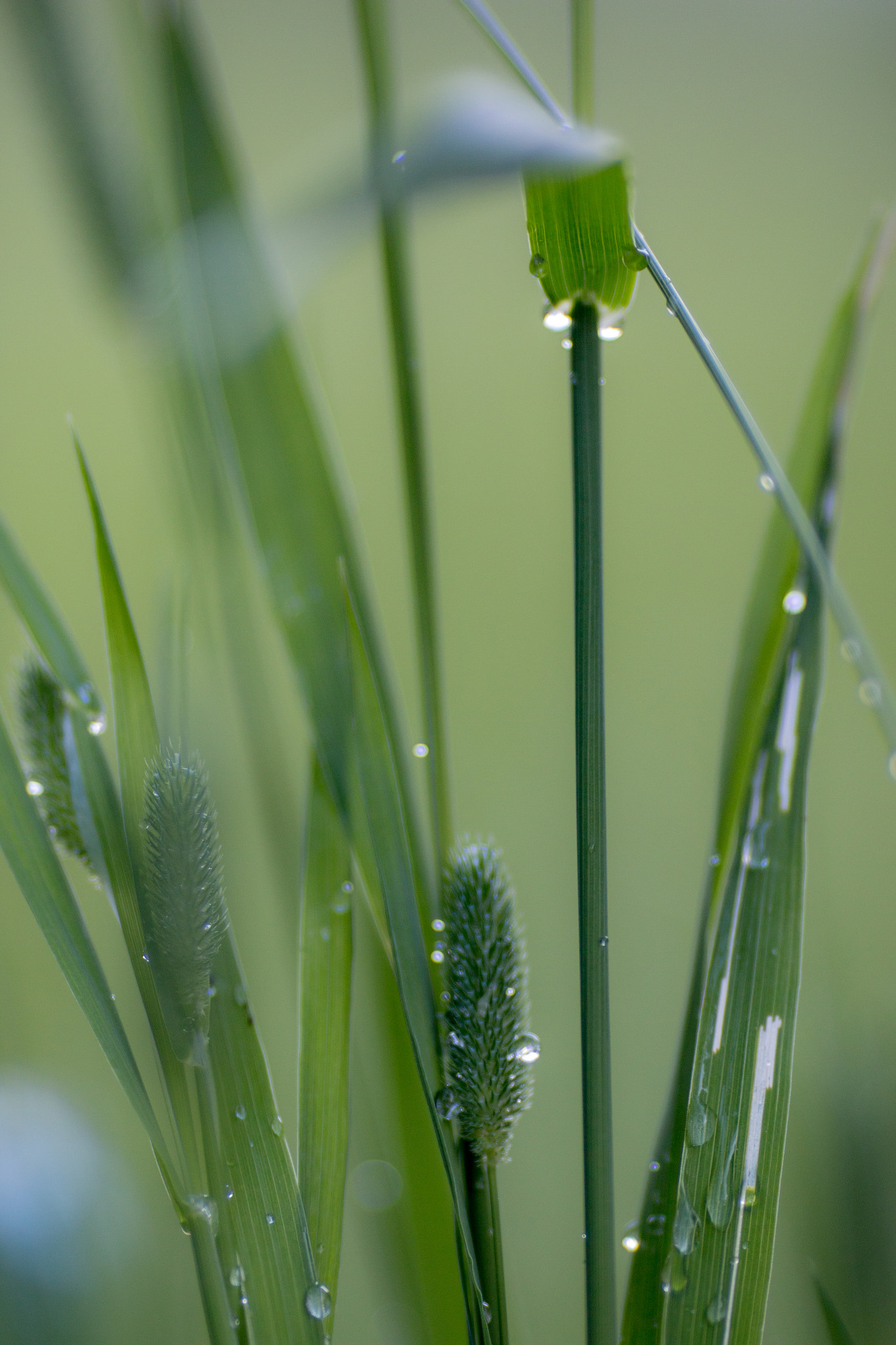 Canon EOS 70D + Canon EF 135mm F2L USM sample photo. Botanical kingdom ii photography