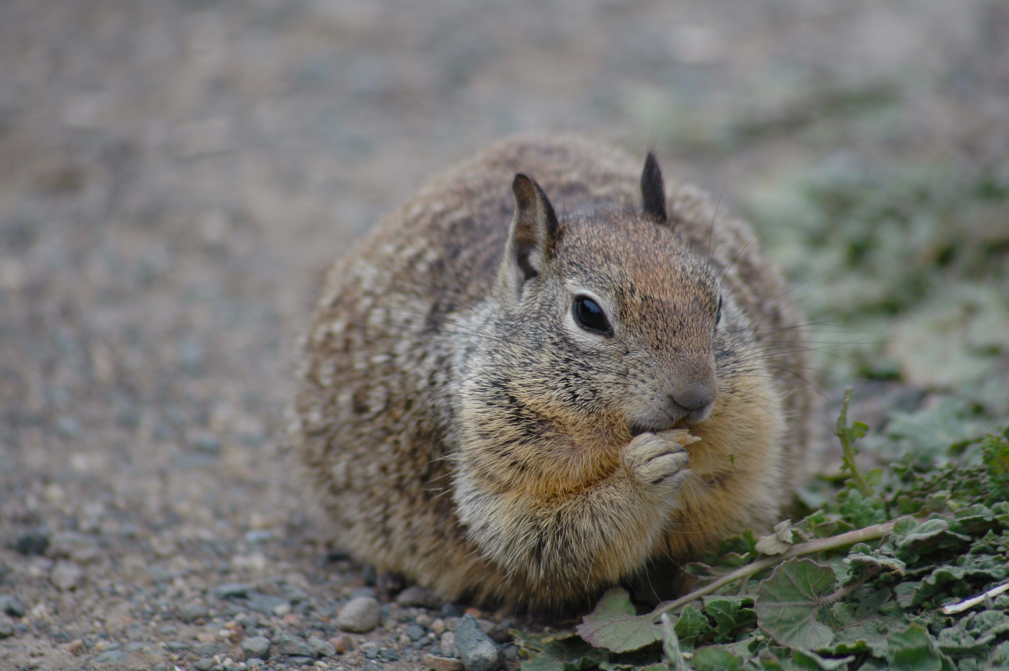 Nikon D70s sample photo. Squirrel photography