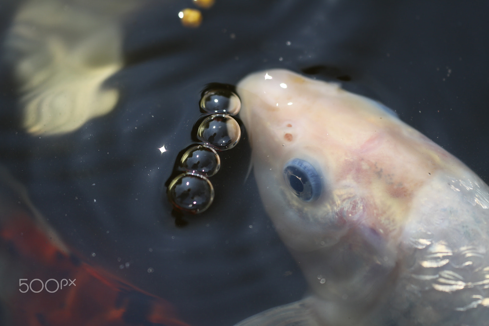 Canon EOS 50D + Sigma APO Macro 180mm F2.8 EX DG OS HSM sample photo. Koi with air bubbles with reflection photography