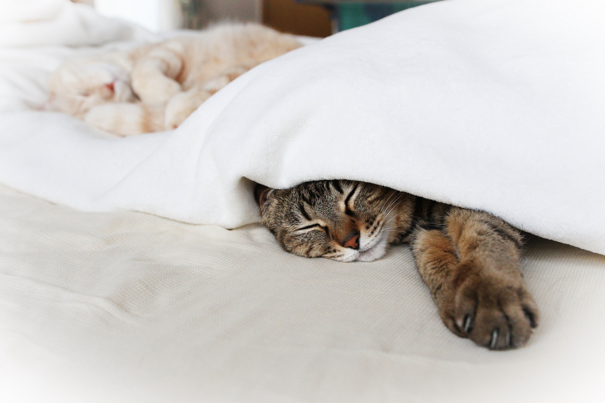 Canon EOS-1D Mark III + Sigma 28mm f/1.8 DG Macro EX sample photo. Cats are sleeping photography