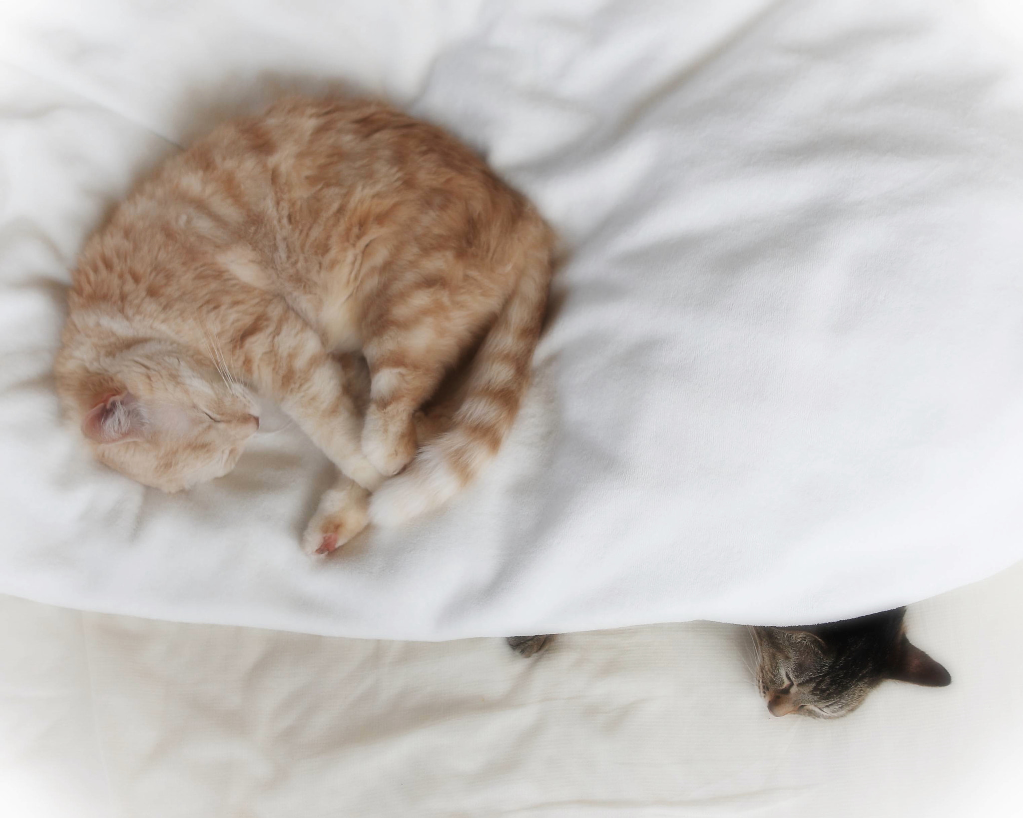 Canon EOS-1D Mark III + Sigma 28mm f/1.8 DG Macro EX sample photo. Cats are sleeping photography