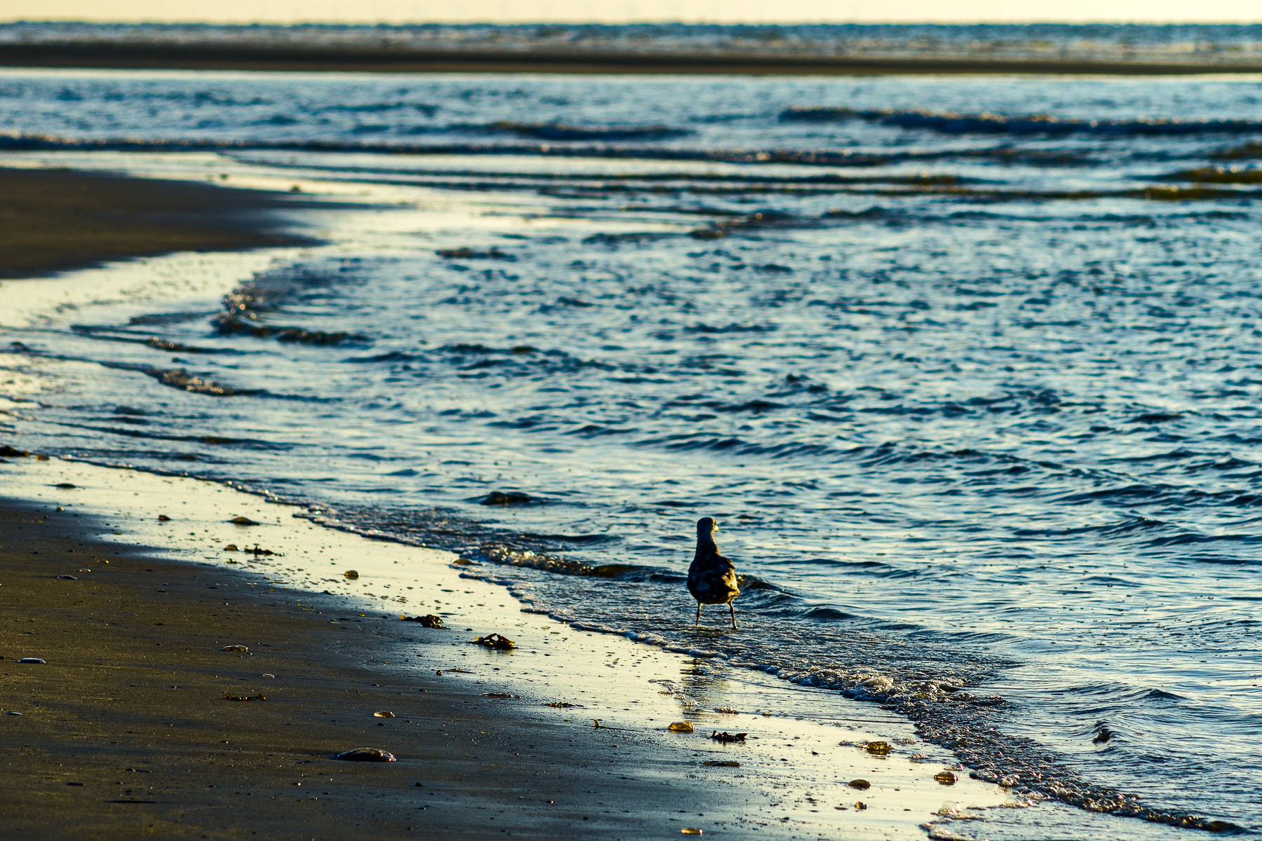 Nikon D800 + AF Nikkor 70-210mm f/4-5.6 sample photo. The bird photography