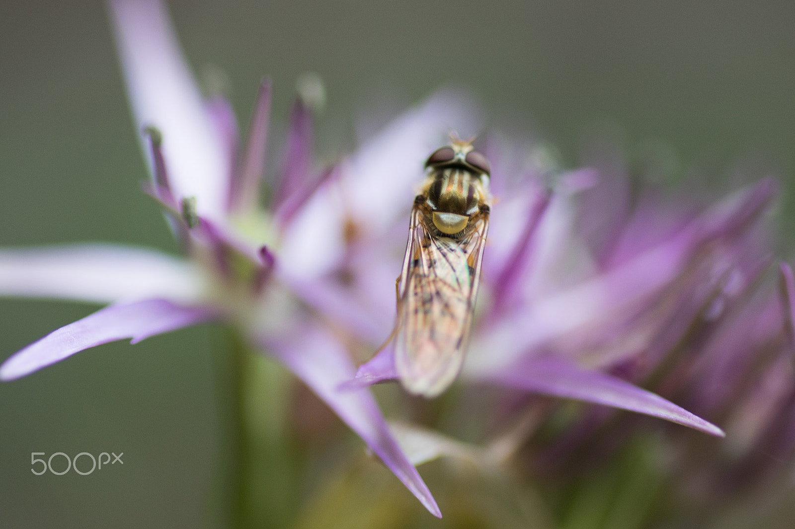 Canon EOS 7D Mark II + Tamron SP AF 90mm F2.8 Di Macro sample photo. Hover fly photography