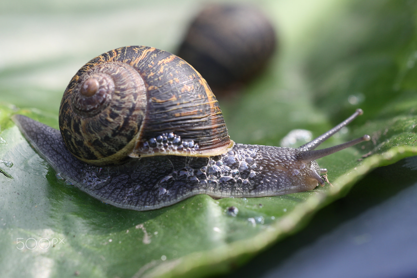Canon EOS 50D + Sigma APO Macro 180mm F2.8 EX DG OS HSM sample photo. Snail on leave photography
