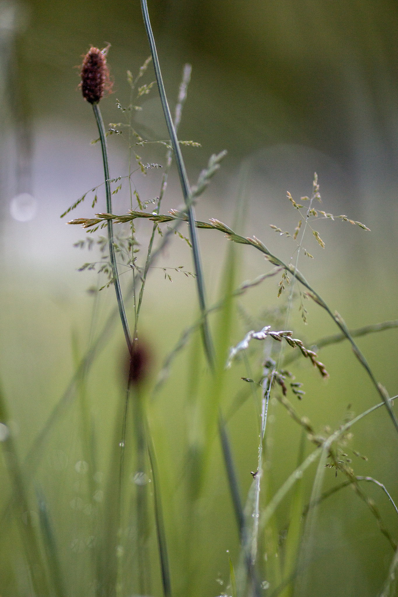 Canon EOS 70D + Canon EF 135mm F2L USM sample photo. Morning has broken photography