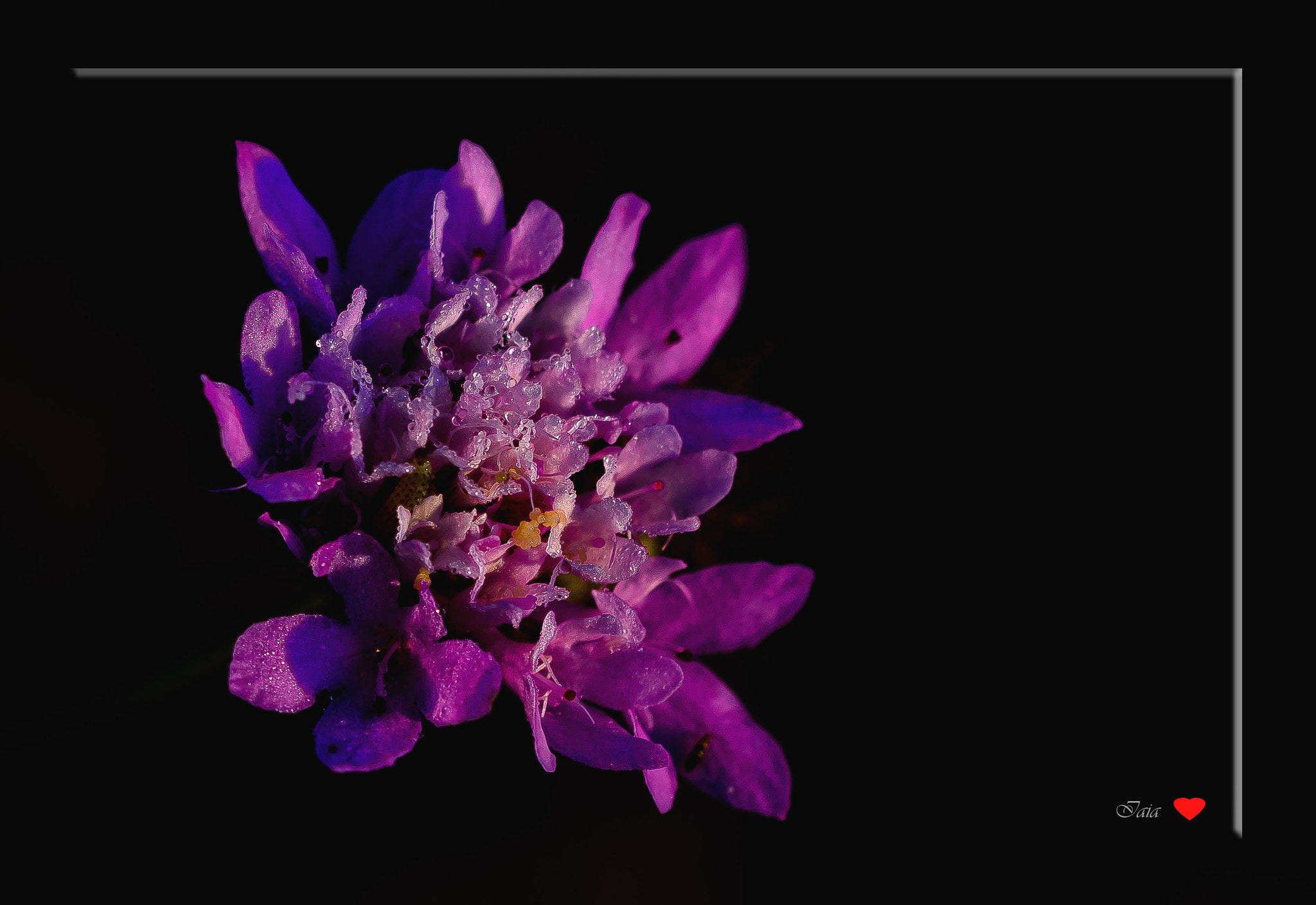 Sigma 150mm F2.8 EX DG OS Macro HSM sample photo. Lacrime photography