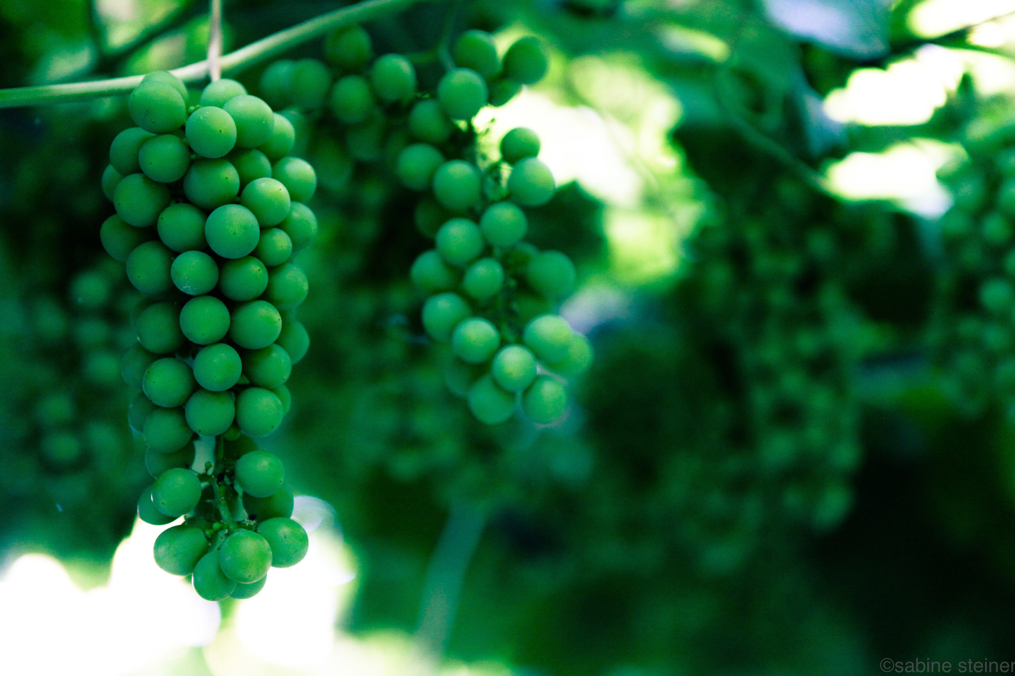 Canon EF 24-70mm F2.8L USM sample photo. Grape strawberry photography