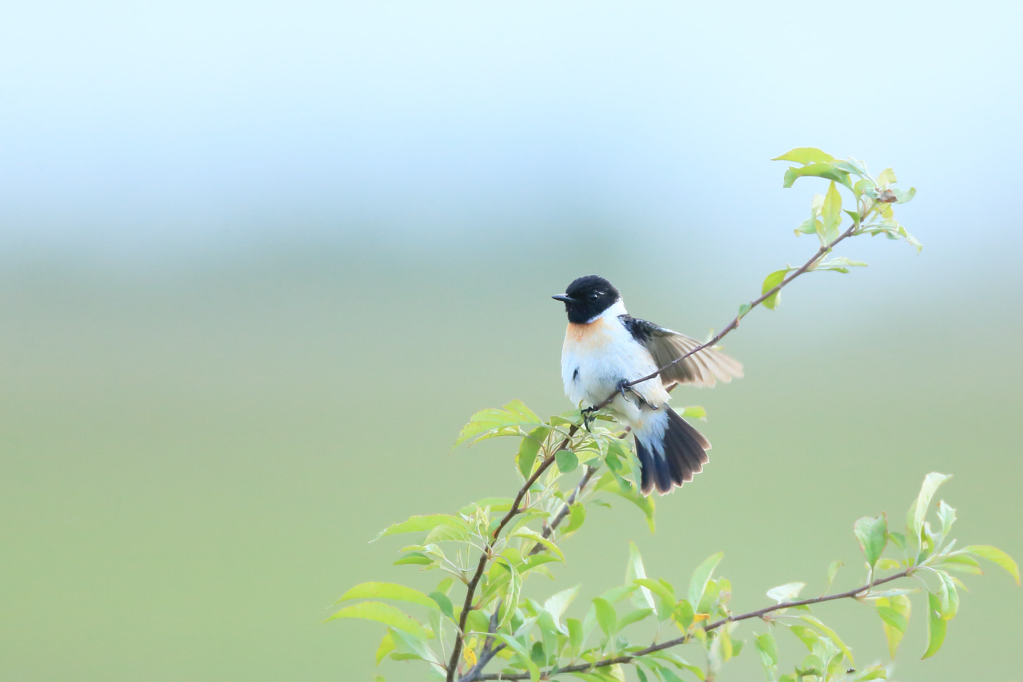 Canon EF 800mm F5.6L IS USM sample photo. ノビタキ  餌を− photography