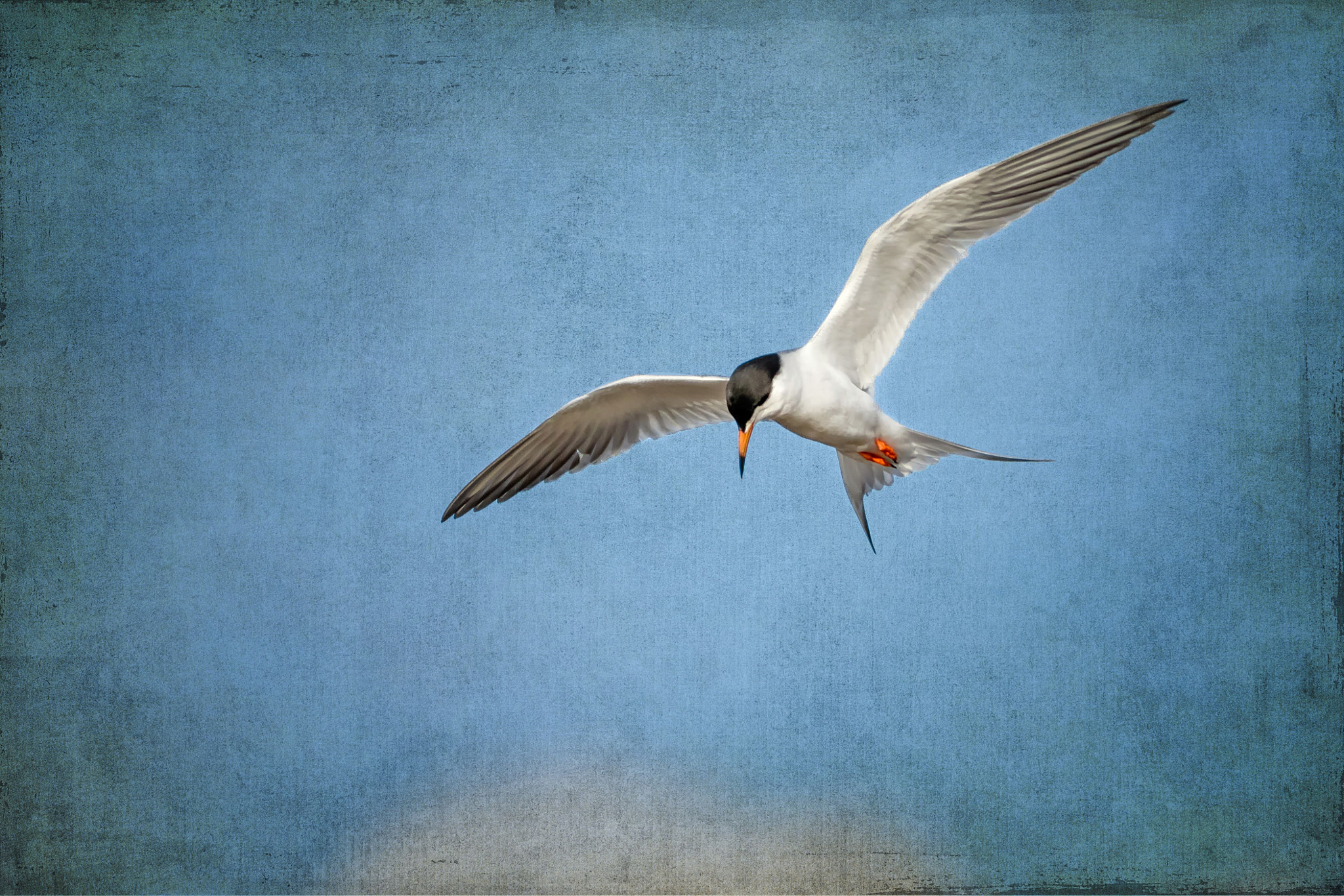 Canon EOS 7D Mark II + Canon EF 400mm F5.6L USM sample photo. Forster's tern: preface to descent photography