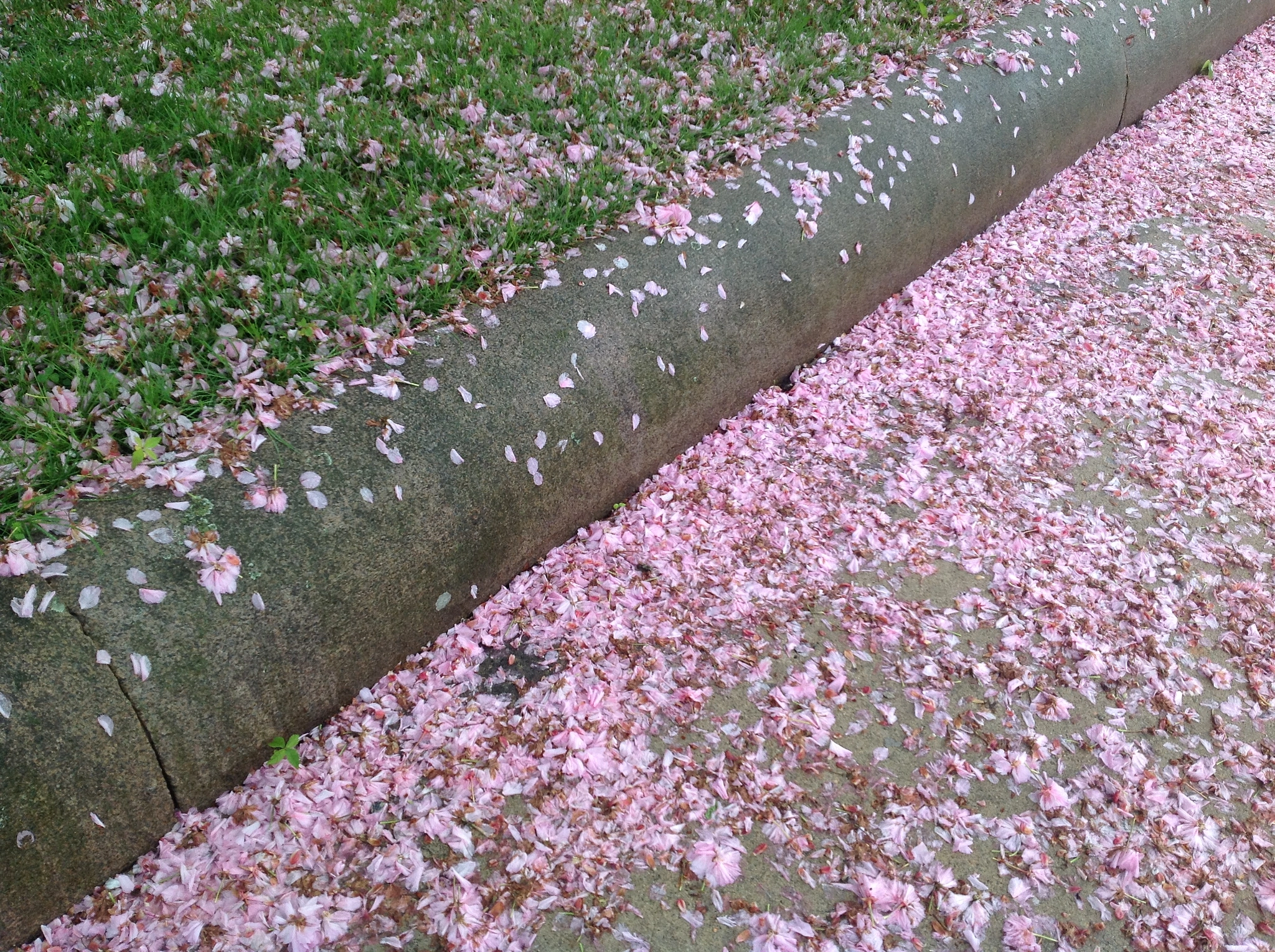 Blux Touch Blux Camera V1.1 sample photo. Pink petals, curbside. photography