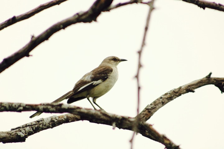 Canon EF75-300mm f/4-5.6 sample photo