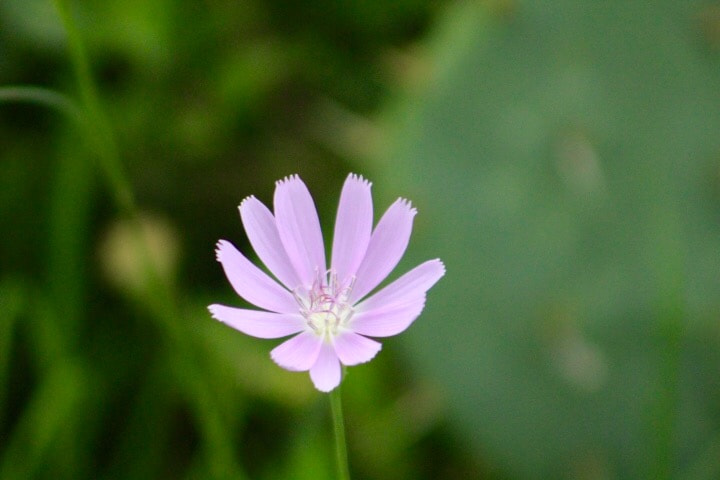 Canon EF75-300mm f/4-5.6 sample photo