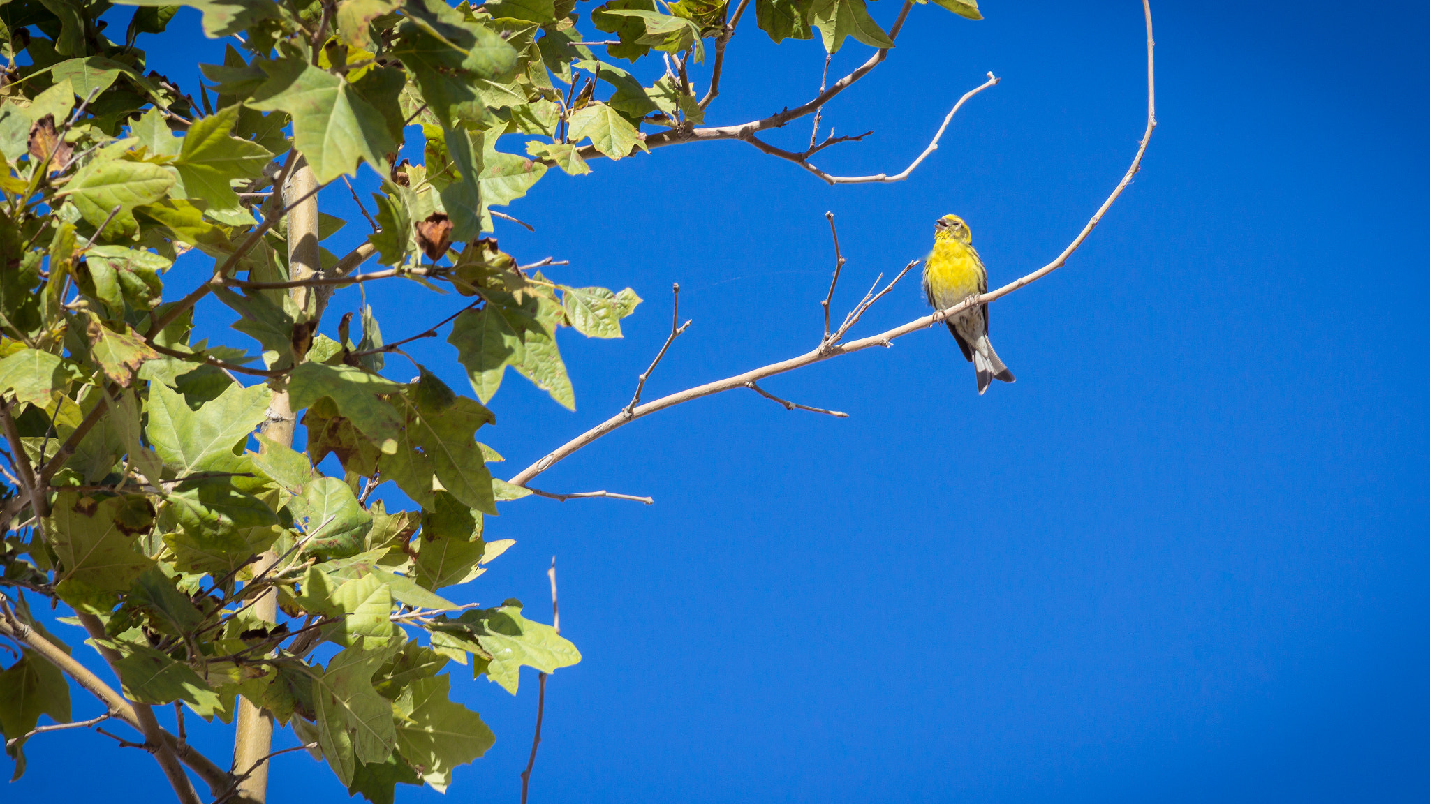 Canon EF 28-135mm F3.5-5.6 IS USM sample photo. Happy bird photography
