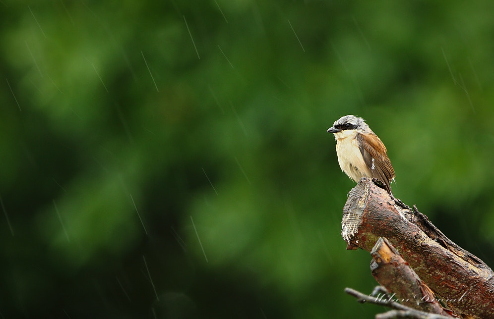 Canon EOS 7D Mark II + Canon EF 300mm F2.8L IS USM sample photo. I'm the rain hate it photography