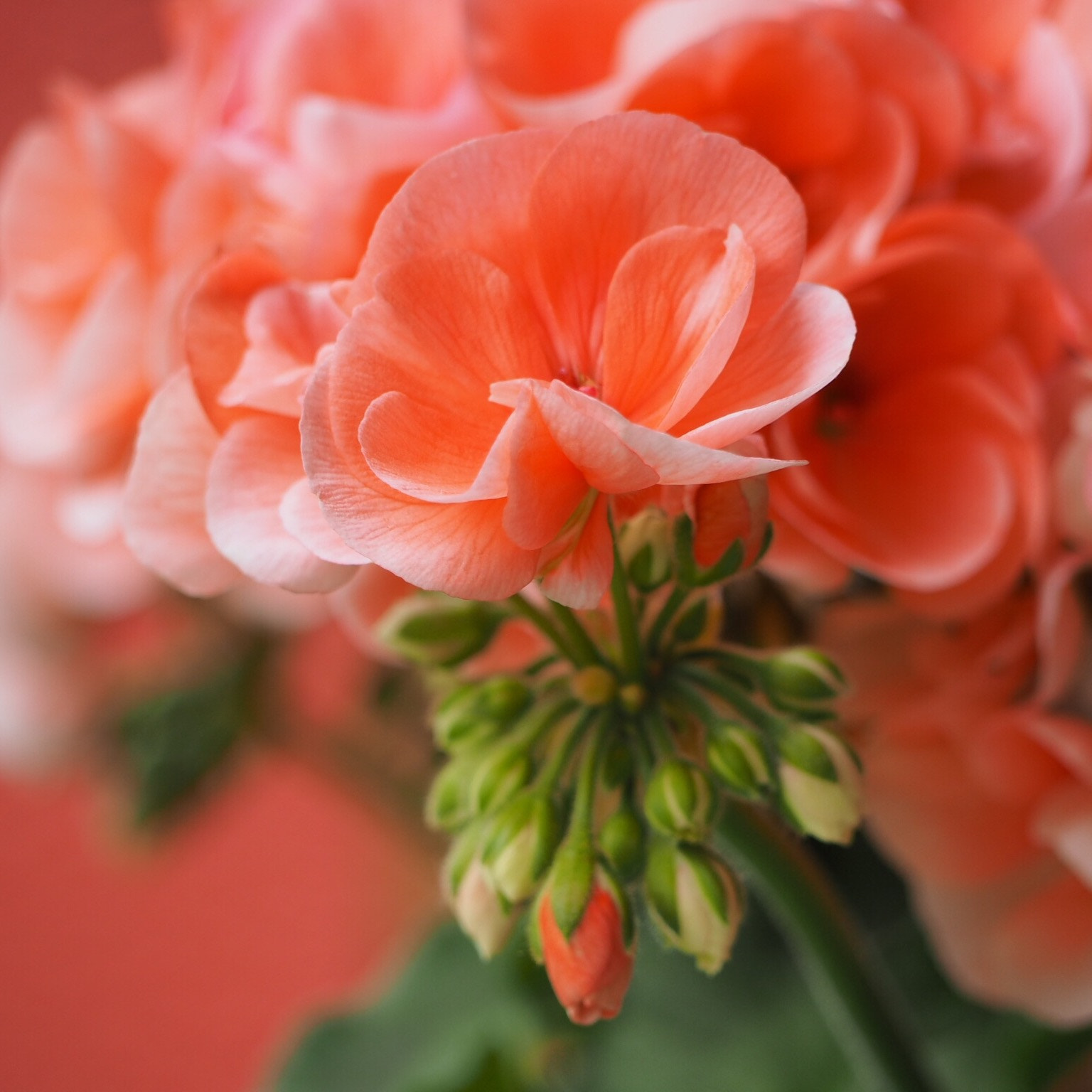 Olympus PEN E-PL7 sample photo. Coral blooms... photography