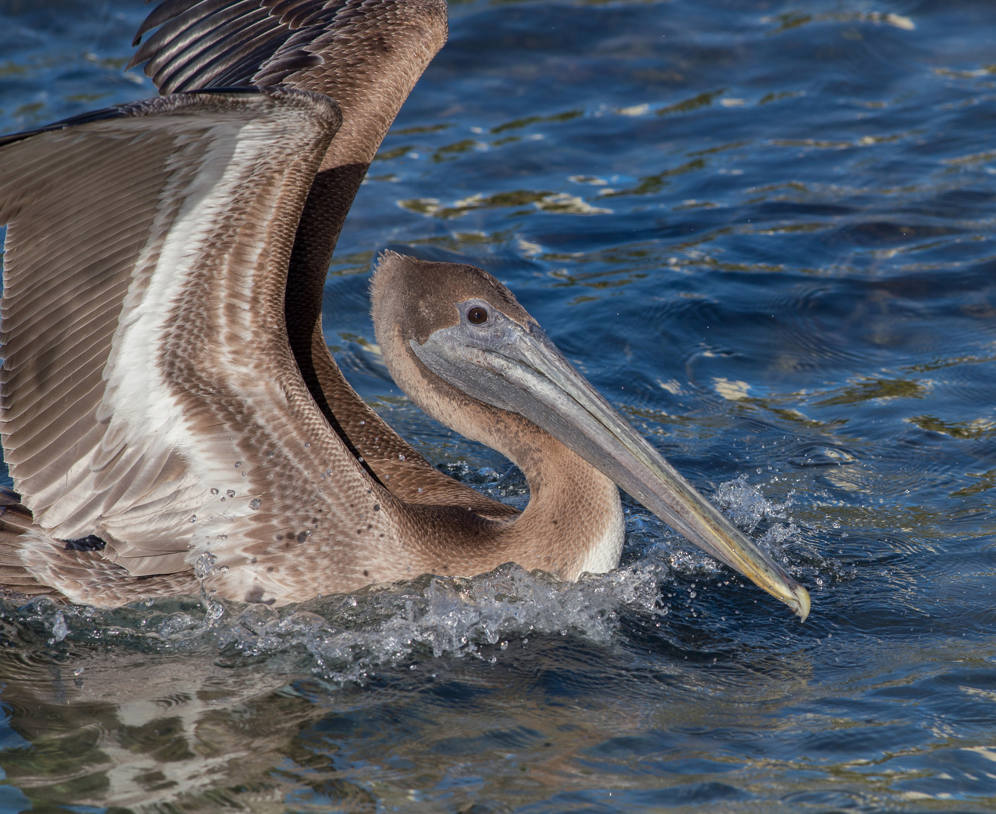 Nikon D4S + Nikon AF-S Nikkor 300mm F4D ED-IF sample photo. Wings photography