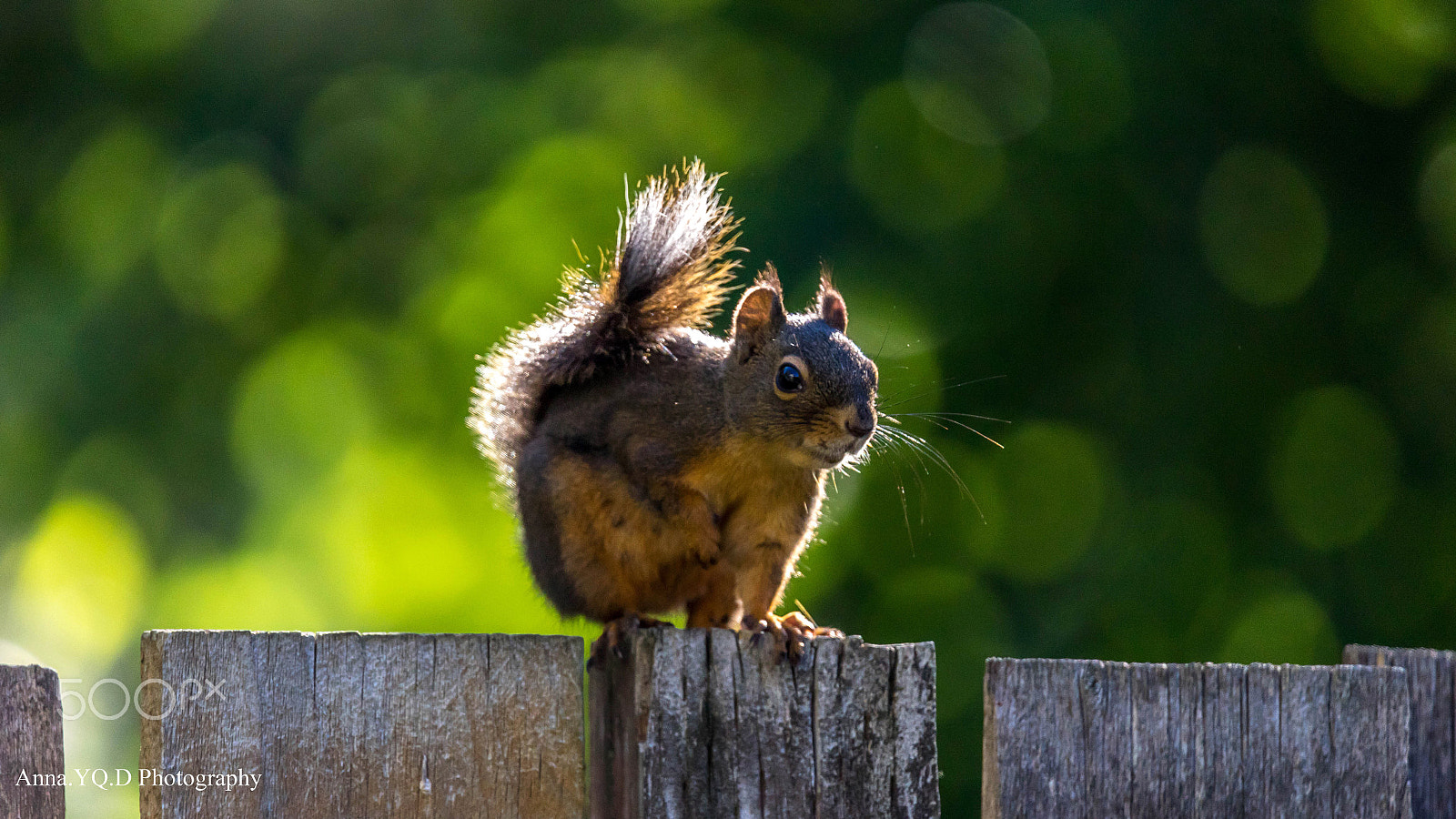 Sony a7 + Tamron SP 150-600mm F5-6.3 Di VC USD sample photo. Squirrel photography
