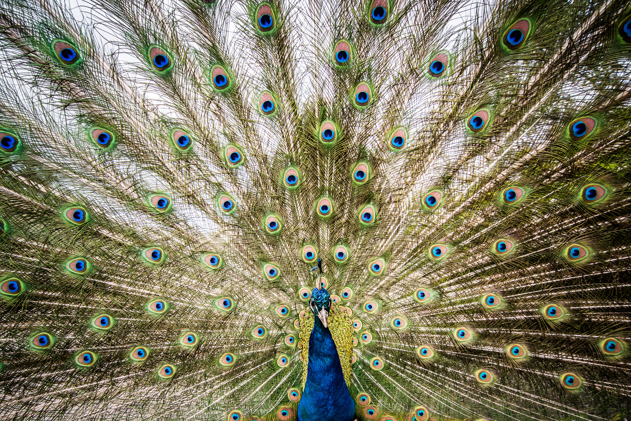 Nikon D810 + Sigma 12-24mm F4.5-5.6 EX DG Aspherical HSM sample photo. Indian peafowl photography