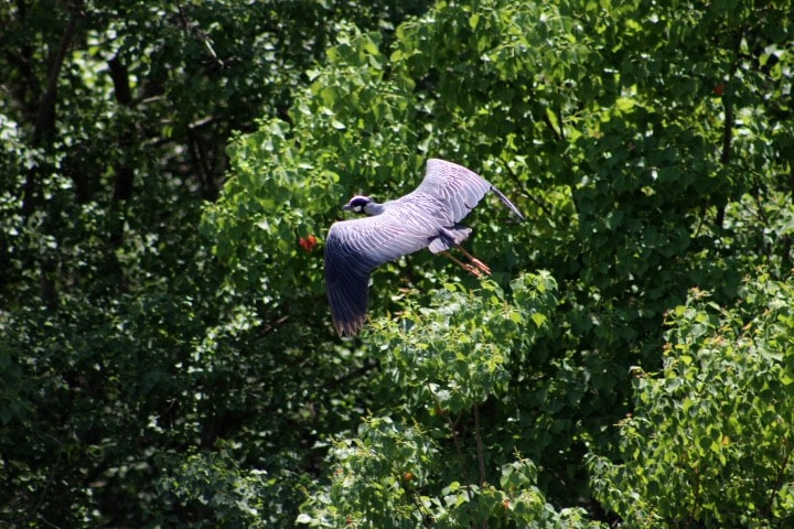 Canon EF75-300mm f/4-5.6 sample photo