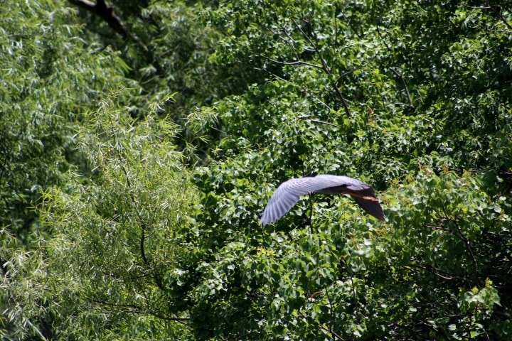 Canon EF75-300mm f/4-5.6 sample photo