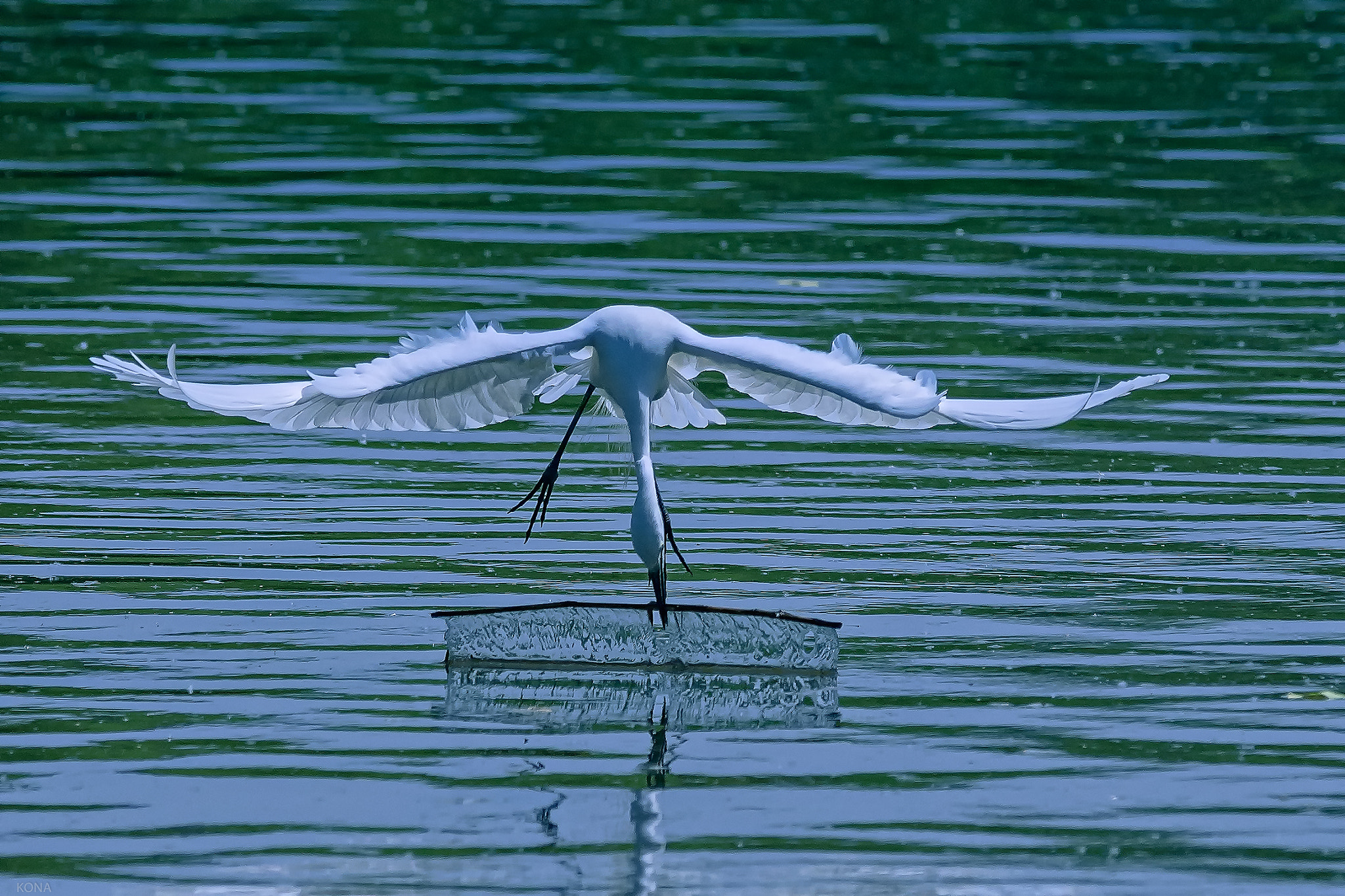 Nikon AF-S Nikkor 400mm F2.8G ED VR II sample photo. Sagi photography