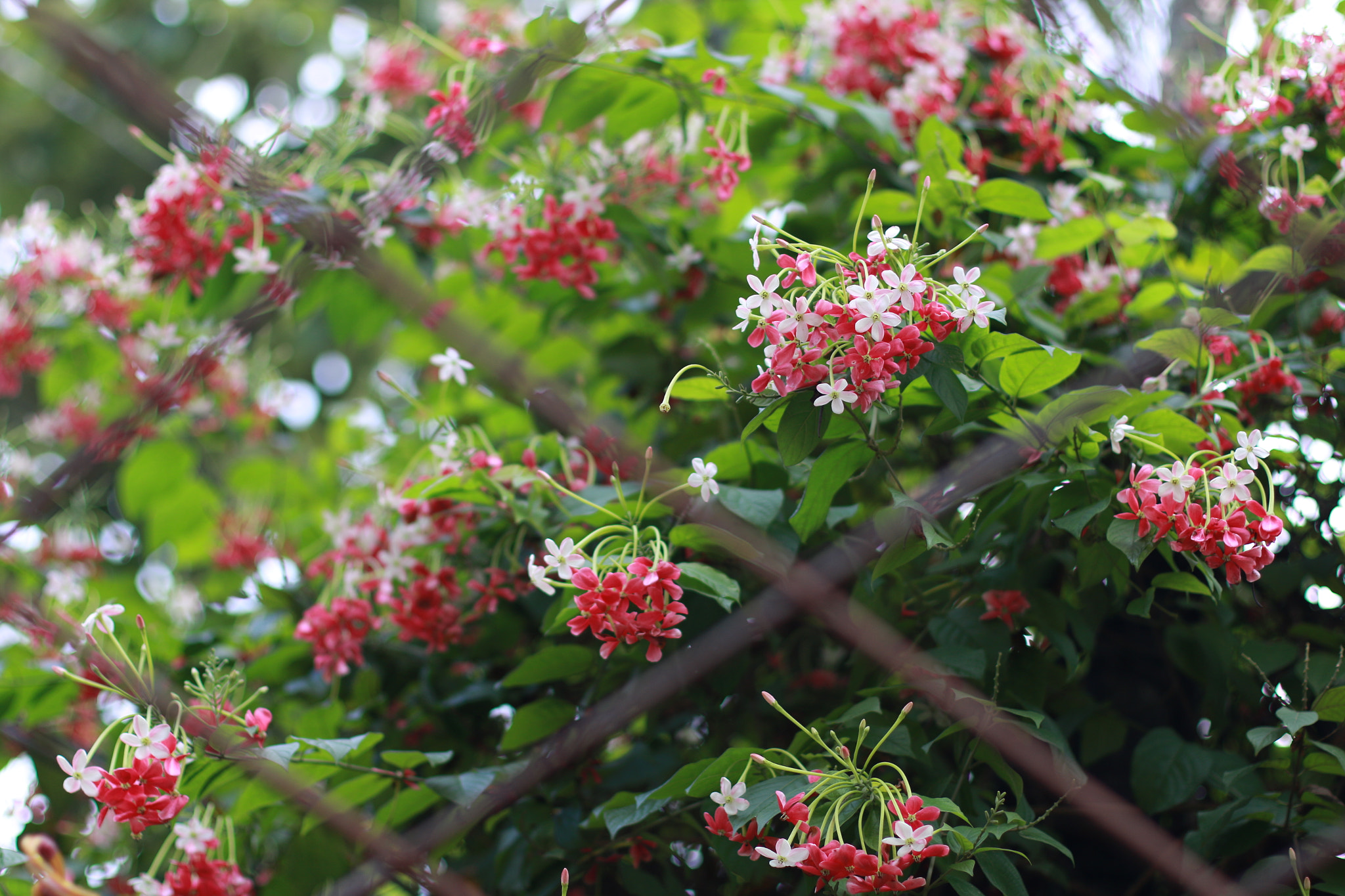 Canon EOS 70D + Canon EF 50mm F1.4 USM sample photo. #flower...  photography