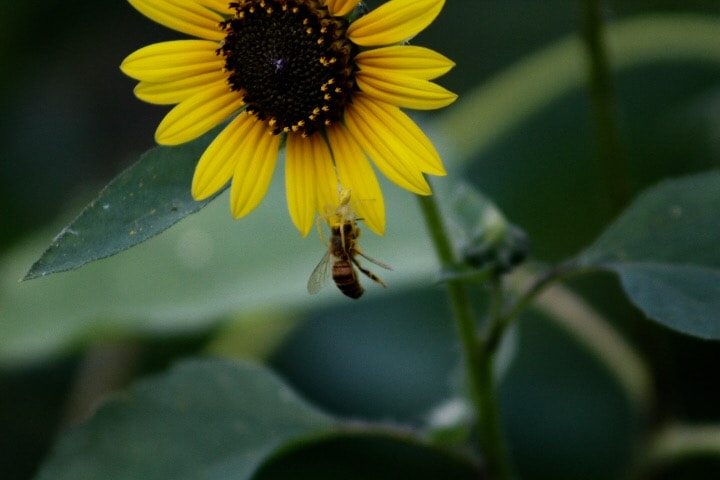 Canon EF75-300mm f/4-5.6 sample photo