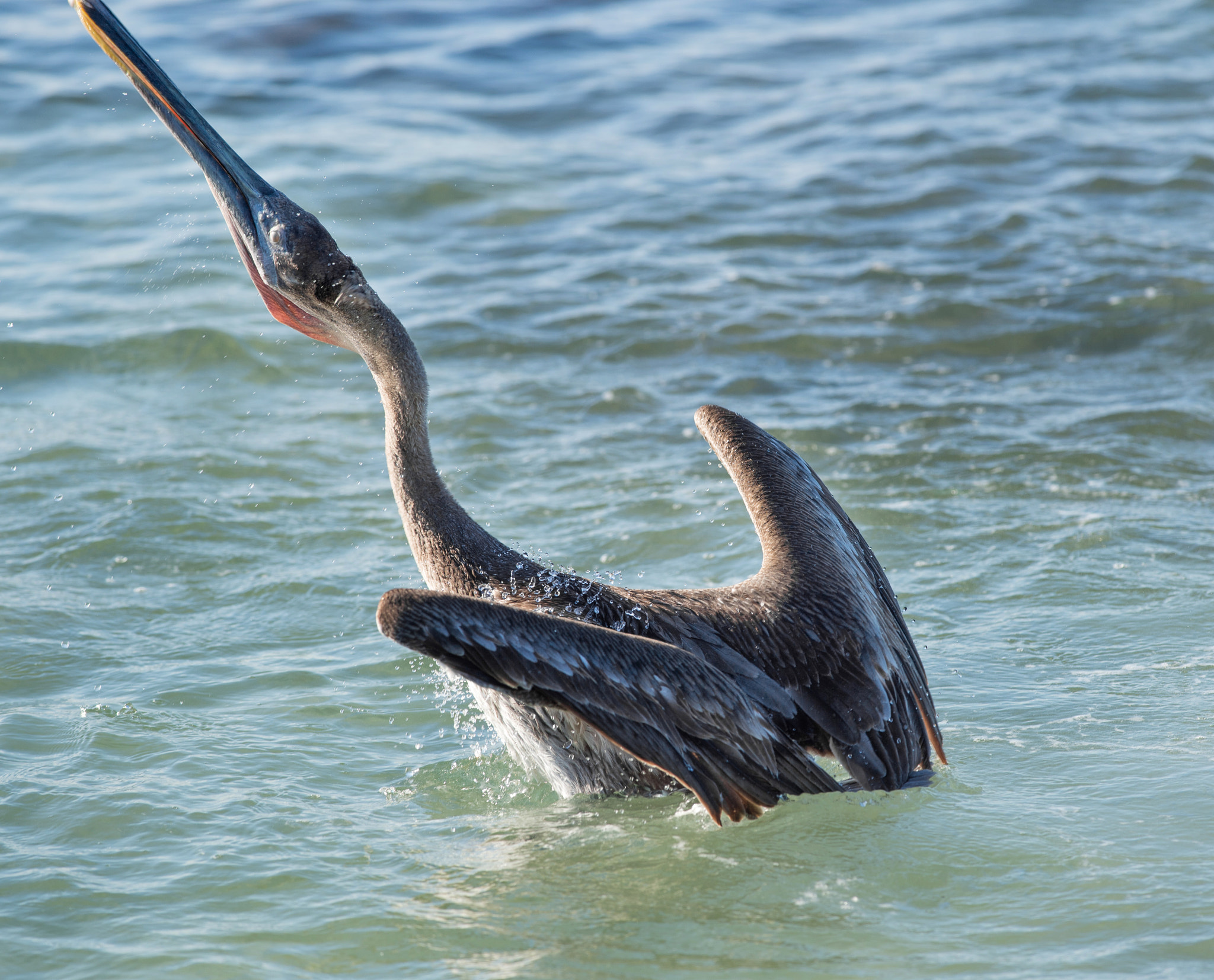 Nikon D4S + Nikon AF-S Nikkor 300mm F4D ED-IF sample photo. One moment from pelican's life photography
