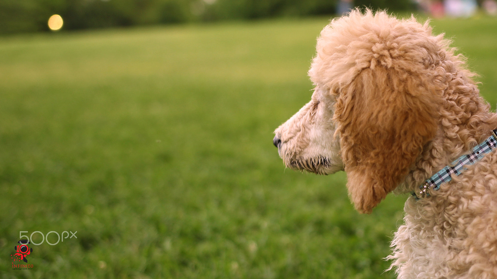 Sigma 18-35mm f/1.8 DC HSM sample photo. Bentley the dog photography