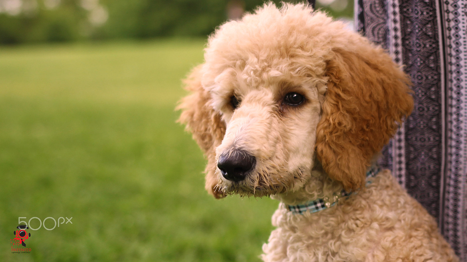 Sigma 18-35mm f/1.8 DC HSM sample photo. Bentley - those pretty eyes! photography