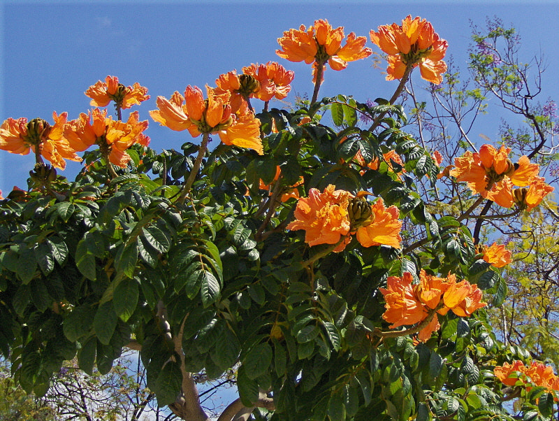 HP PHOTOSMART R927  (V01.00) sample photo. African tulip tree photography