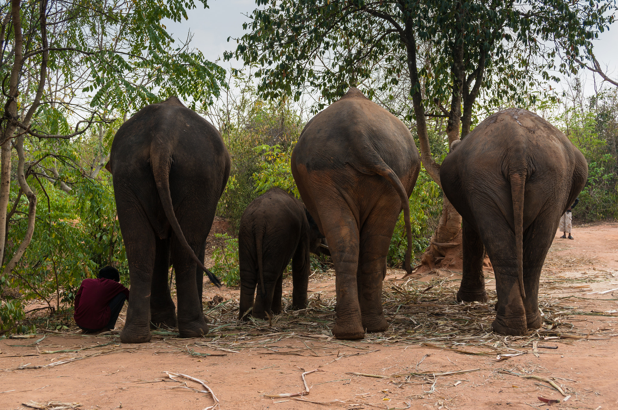 Sony Alpha NEX-6 + Sony Vario-Tessar T* E 16-70mm F4 ZA OSS sample photo. Surin project elephants photography