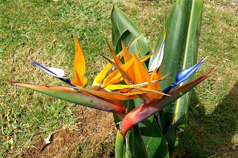 HP PHOTOSMART R927  (V01.00) sample photo. Bird of paradise plant photography