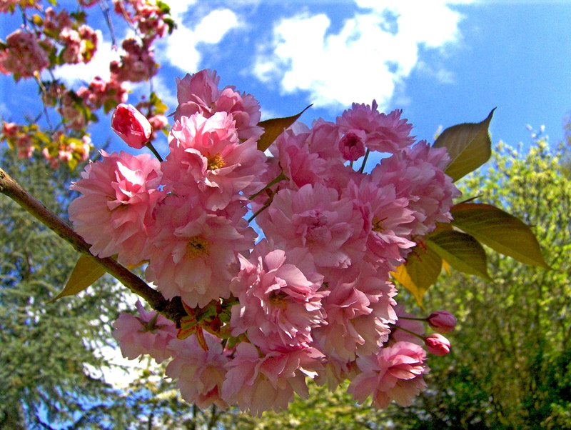 HP PHOTOSMART R927  (V01.00) sample photo. Flowering cherry tree blossom photography