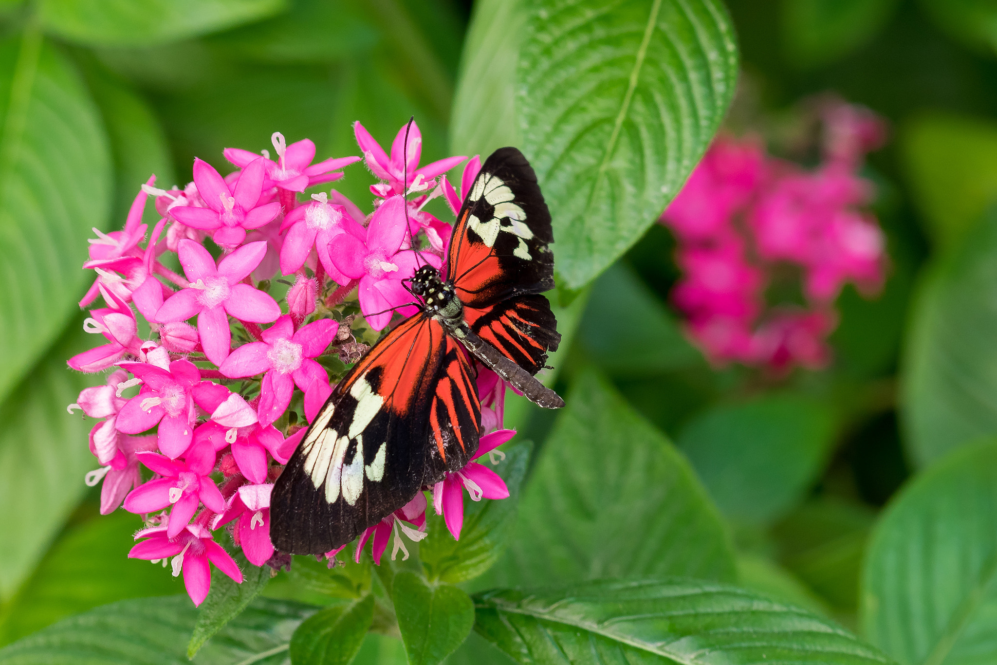 Olympus Zuiko Digital ED 70-300mm F4.0-5.6 sample photo. Longwing butterfly photography