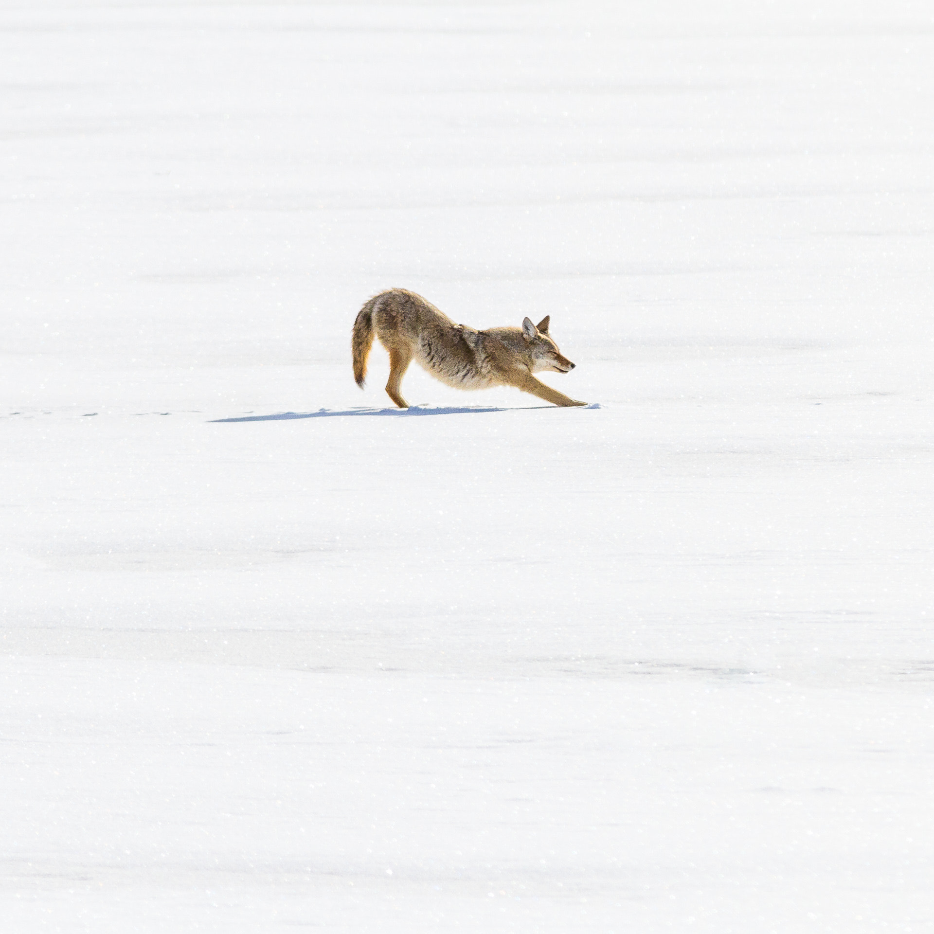 Canon EF 300mm F4L IS USM sample photo. Stretching coyote photography