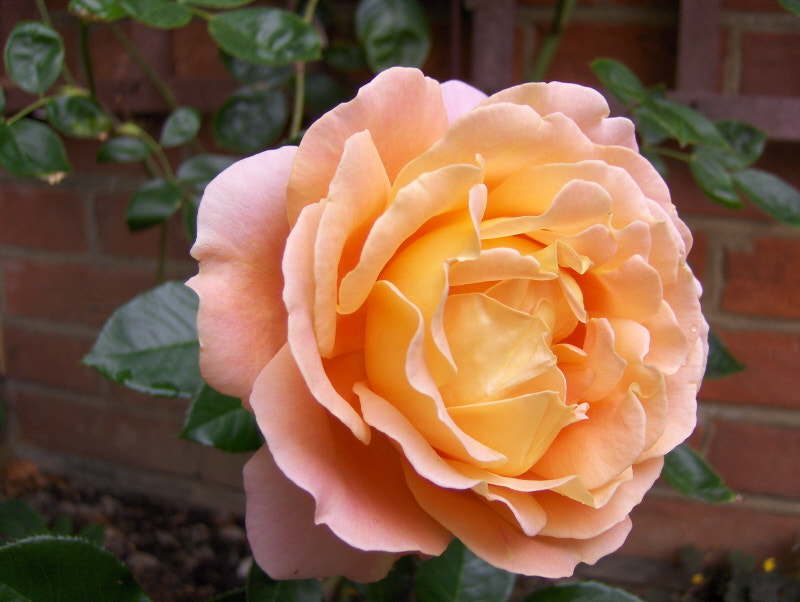 HP PHOTOSMART R927  (V01.00) sample photo. Salmon pink rose photography