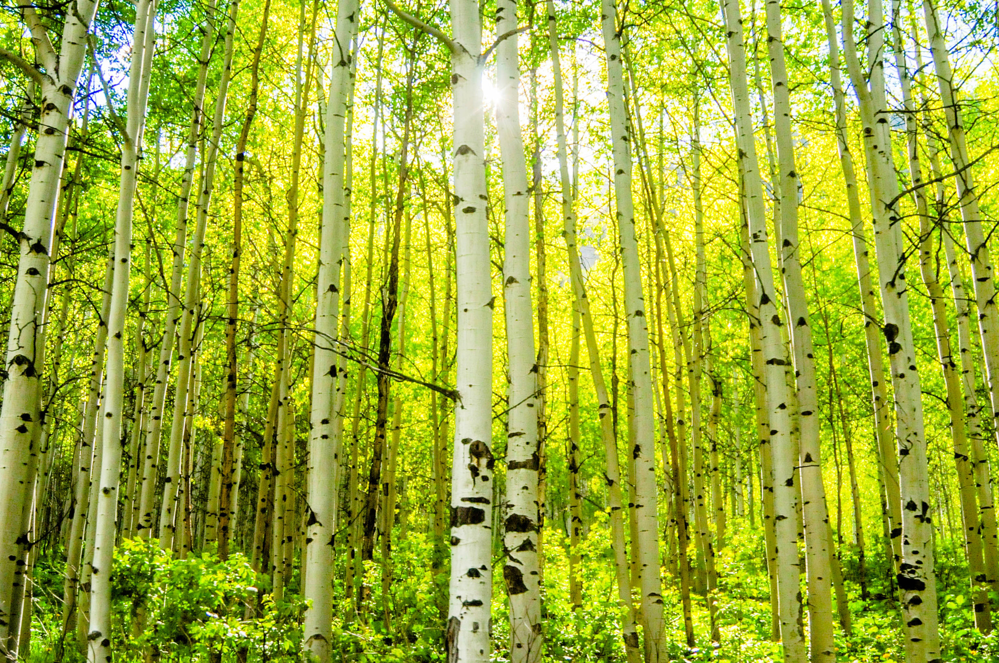 Nikon D300S sample photo. Aspen tree photography