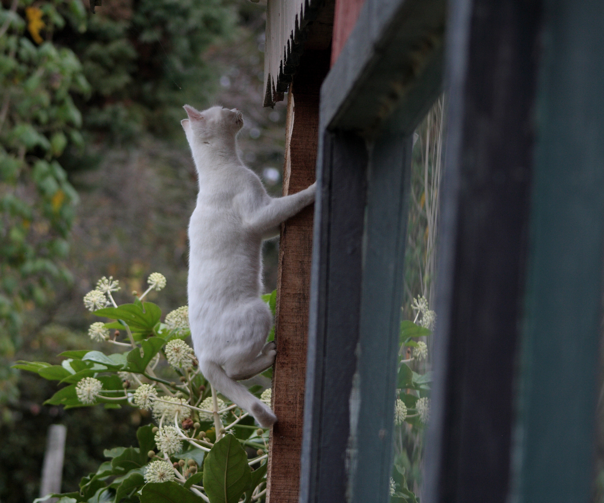 Canon EF 90-300mm F4.5-5.6 sample photo. Asechando photography