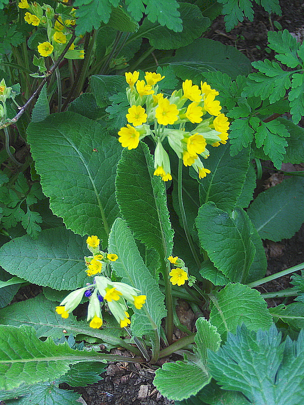 HP PHOTOSMART R927  (V01.00) sample photo. Cowslips photography