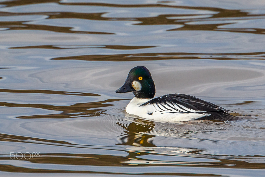 Canon EF 500mm F4L IS USM sample photo. Goldeneye photography