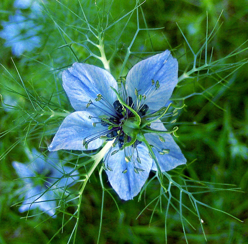 HP PHOTOSMART R927  (V01.00) sample photo. Love-in-a-mist photography